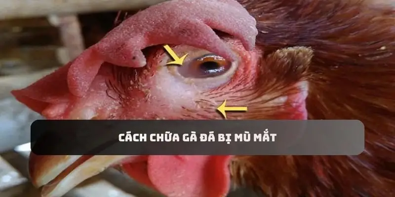 Cách chữa gà đá bị mù mắt